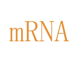 MRNA 第25类服装鞋帽商标图样