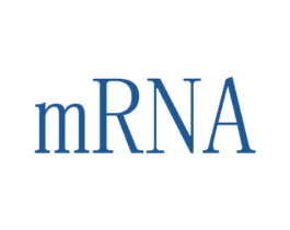 MRNA 第25类服装鞋帽商标图样