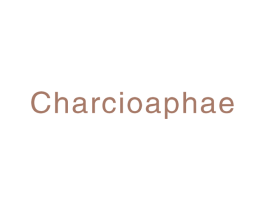 CHARCIOAPHAE 第25类服装鞋帽商标图样